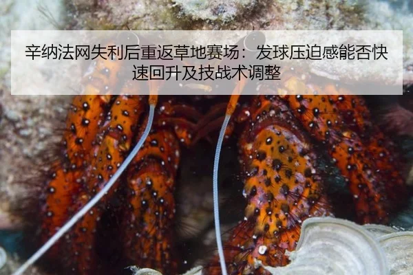 辛纳法网失利后重返草地赛场：发球压迫感能否快速回升及技战术调整